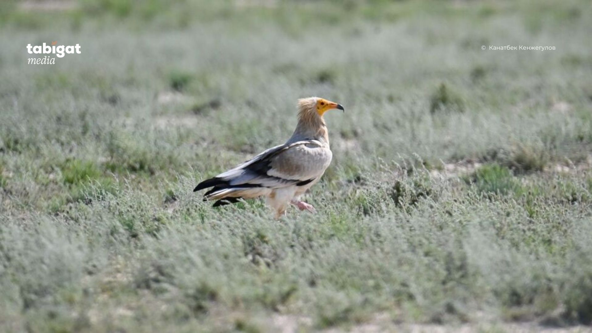 Анасы қызын порно арқылы оятты